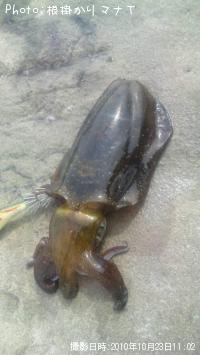 �����ꥤ��