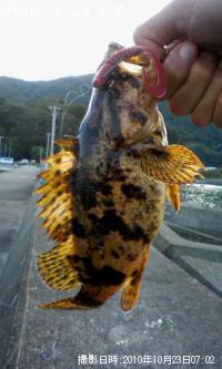 ¥Ù¥Ã¥³¥¦¥¾¥¤