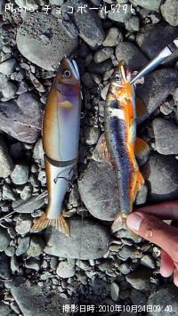 �狼���ʰ�������