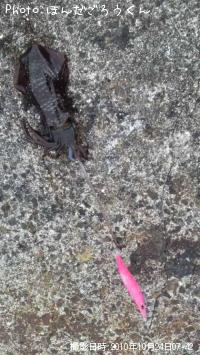 ¥¢¥ª¥ê¥¤¥«