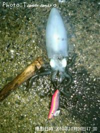 ¥¢¥ª¥ê¥¤¥«