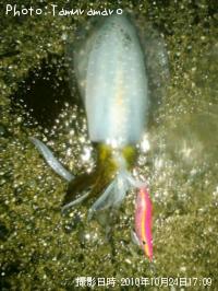 ¥¢¥ª¥ê¥¤¥«