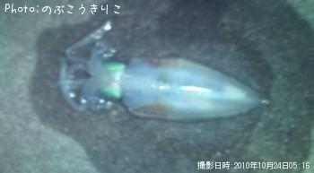 ¥¢¥ª¥ê¥¤¥«