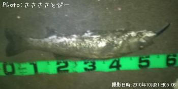 �����Х�