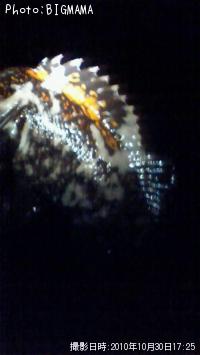 �����饽��