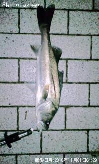 �����Х�