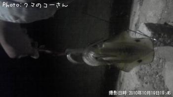 ¥¢¥ª¥ê¥¤¥«