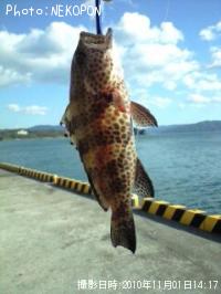 �������ϥ�