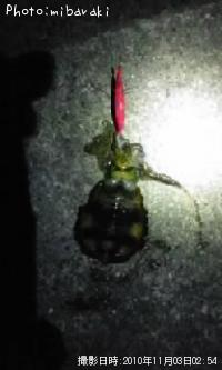 �����ꥤ��