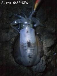 ¥¢¥ª¥ê¥¤¥«