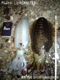 ¥¢¥ª¥ê¥¤¥«