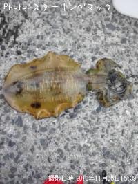 �����ꥤ��