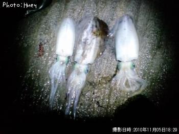 ¥¢¥ª¥ê¥¤¥«