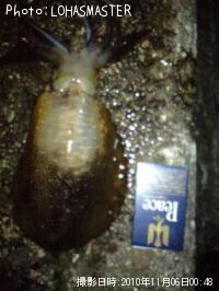 �����ꥤ��