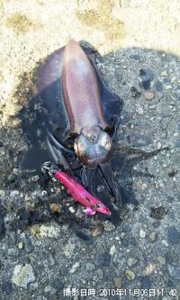 ¥¢¥ª¥ê¥¤¥«