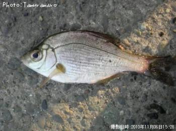 ���ߥ��ʥ�