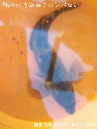 �����ʥ�