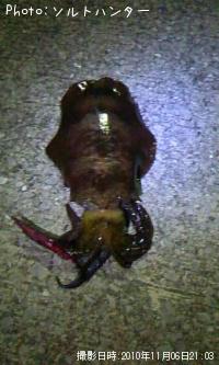 ¥¢¥ª¥ê¥¤¥«