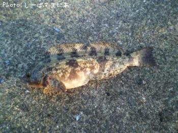 �����ʤ�