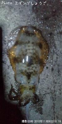 ¥¢¥ª¥ê¥¤¥«