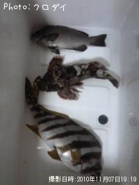 �����Υϥ��������饫�֡��᥸��