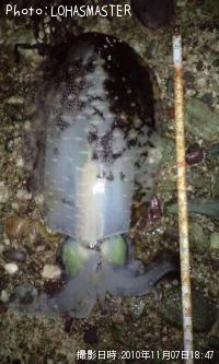 �����ꥤ��