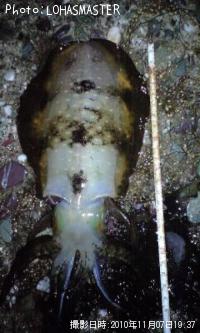 ¥¢¥ª¥ê¥¤¥«