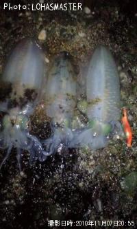 �����ꥤ��