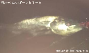 �����Х�