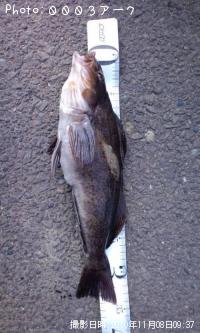 �����ʥ�