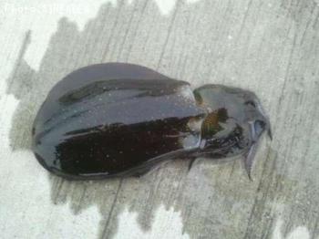 �����ꥤ��