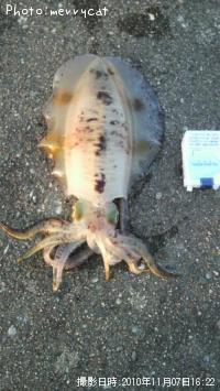 �����ꥤ��