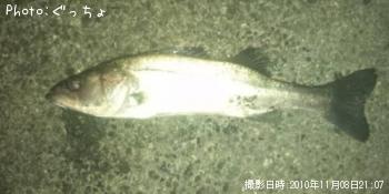¥·¡¼¥Ð¥¹