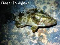 �����Υ���Х�