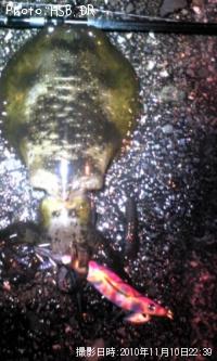 �����ꥤ��