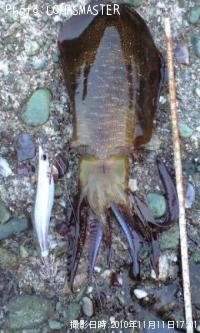 ¥¢¥ª¥ê¥¤¥«