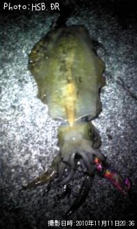 ¥¢¥ª¥ê¥¤¥«