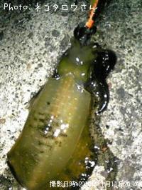 �����ꥤ��