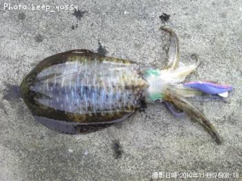 ¥¢¥ª¥ê¥¤¥«