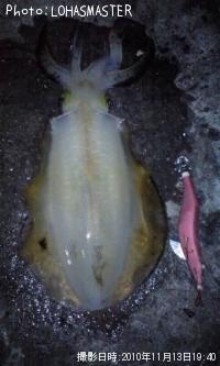 ¥¢¥ª¥ê¥¤¥«