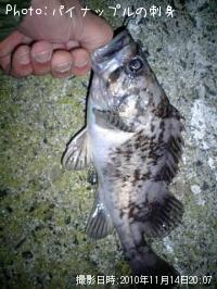 �٥å�������