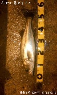 �����Х�