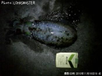 �����ꥤ��