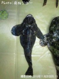 ¥È¥¦¥Ù¥Ä¥«¥¸¥«