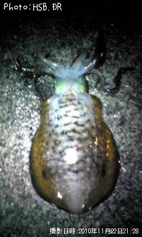 �����ꥤ��