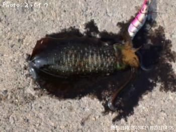 ¥¢¥ª¥ê¥¤¥«