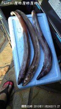 ¤Þ¤¿¡Ê¾Ð¡Ë¥¢¥Ê¥´»°·»Äï