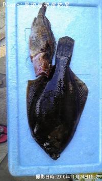 ¥«¥ì¥¤¡Ê¾Ð¡Ë¥«¥µ¥´