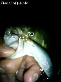 �֥�å��Х�