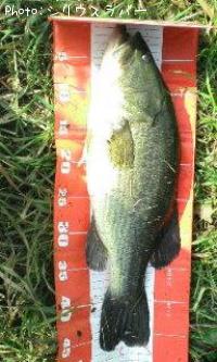 �֥�å��Х�